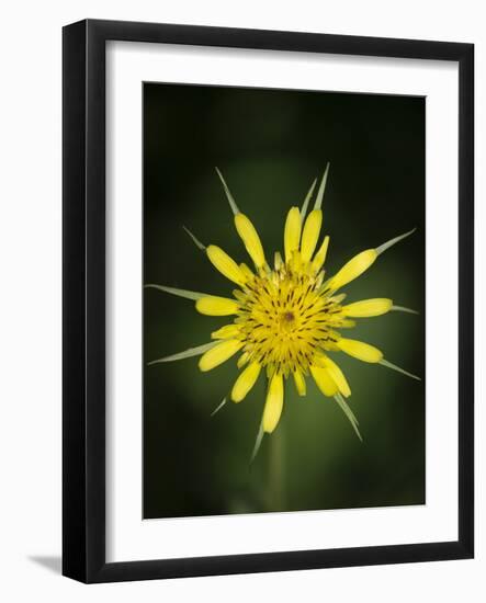 Yellow Salsify, Tragopogon dubius, Capulin Sprints Trail, Sandia Mountains, New Mexico-Maresa Pryor-Framed Photographic Print