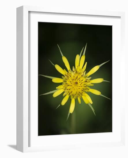 Yellow Salsify, Tragopogon dubius, Capulin Sprints Trail, Sandia Mountains, New Mexico-Maresa Pryor-Framed Photographic Print