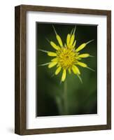 Yellow Salsify, Tragopogon dubius, Capulin Sprints Trail, Sandia Mountains, New Mexico-Maresa Pryor-Framed Photographic Print