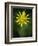 Yellow Salsify, Tragopogon dubius, Capulin Sprints Trail, Sandia Mountains, New Mexico-Maresa Pryor-Framed Photographic Print