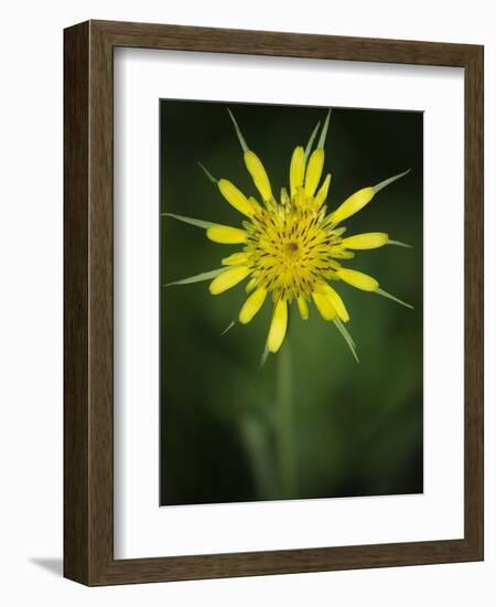 Yellow Salsify, Tragopogon dubius, Capulin Sprints Trail, Sandia Mountains, New Mexico-Maresa Pryor-Framed Photographic Print