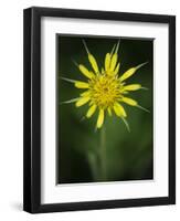 Yellow Salsify, Tragopogon dubius, Capulin Sprints Trail, Sandia Mountains, New Mexico-Maresa Pryor-Framed Photographic Print