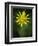 Yellow Salsify, Tragopogon dubius, Capulin Sprints Trail, Sandia Mountains, New Mexico-Maresa Pryor-Framed Photographic Print