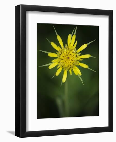 Yellow Salsify, Tragopogon dubius, Capulin Sprints Trail, Sandia Mountains, New Mexico-Maresa Pryor-Framed Photographic Print