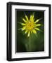 Yellow Salsify, Tragopogon dubius, Capulin Sprints Trail, Sandia Mountains, New Mexico-Maresa Pryor-Framed Photographic Print