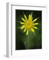 Yellow Salsify, Tragopogon dubius, Capulin Sprints Trail, Sandia Mountains, New Mexico-Maresa Pryor-Framed Photographic Print