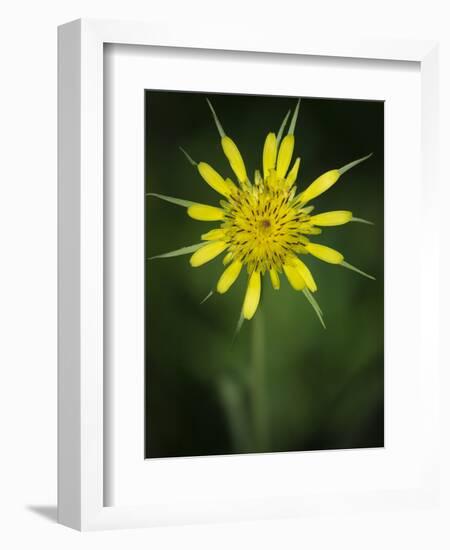 Yellow Salsify, Tragopogon dubius, Capulin Sprints Trail, Sandia Mountains, New Mexico-Maresa Pryor-Framed Photographic Print