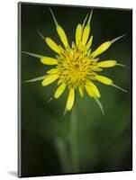 Yellow Salsify, Tragopogon dubius, Capulin Sprints Trail, Sandia Mountains, New Mexico-Maresa Pryor-Mounted Photographic Print