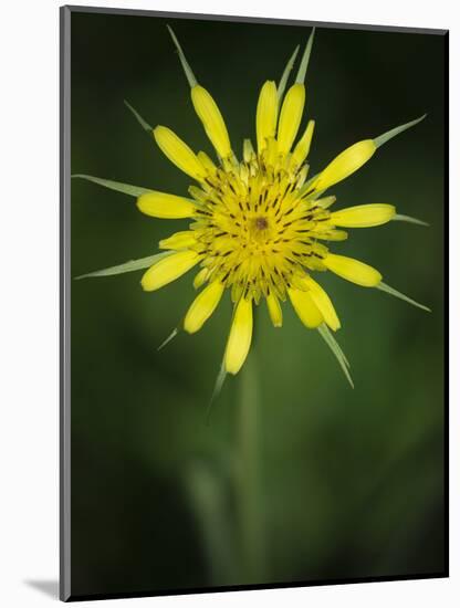 Yellow Salsify, Tragopogon dubius, Capulin Sprints Trail, Sandia Mountains, New Mexico-Maresa Pryor-Mounted Photographic Print