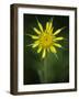 Yellow Salsify, Tragopogon dubius, Capulin Sprints Trail, Sandia Mountains, New Mexico-Maresa Pryor-Framed Photographic Print