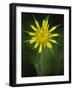 Yellow Salsify, Tragopogon dubius, Capulin Sprints Trail, Sandia Mountains, New Mexico-Maresa Pryor-Framed Photographic Print