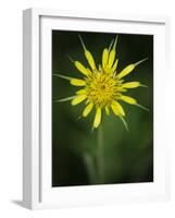 Yellow Salsify, Tragopogon dubius, Capulin Sprints Trail, Sandia Mountains, New Mexico-Maresa Pryor-Framed Photographic Print