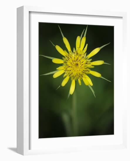 Yellow Salsify, Tragopogon dubius, Capulin Sprints Trail, Sandia Mountains, New Mexico-Maresa Pryor-Framed Photographic Print