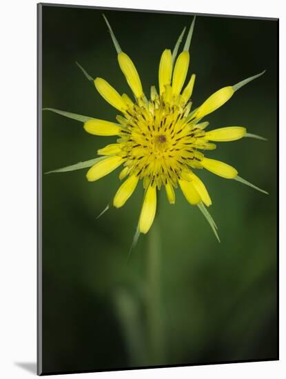 Yellow Salsify, Tragopogon dubius, Capulin Sprints Trail, Sandia Mountains, New Mexico-Maresa Pryor-Mounted Photographic Print