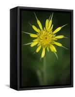 Yellow Salsify, Tragopogon dubius, Capulin Sprints Trail, Sandia Mountains, New Mexico-Maresa Pryor-Framed Stretched Canvas