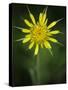 Yellow Salsify, Tragopogon dubius, Capulin Sprints Trail, Sandia Mountains, New Mexico-Maresa Pryor-Stretched Canvas