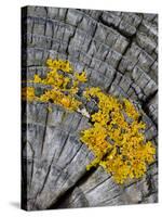 Yellow Scales Lichen Growing on Groyne, Exmoor National Park, Somerset, UK-Ross Hoddinott-Stretched Canvas
