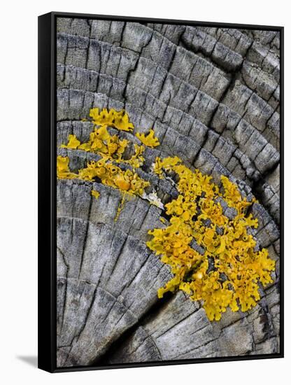 Yellow Scales Lichen Growing on Groyne, Exmoor National Park, Somerset, UK-Ross Hoddinott-Framed Stretched Canvas