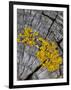 Yellow Scales Lichen Growing on Groyne, Exmoor National Park, Somerset, UK-Ross Hoddinott-Framed Premium Photographic Print