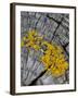 Yellow Scales Lichen Growing on Groyne, Exmoor National Park, Somerset, UK-Ross Hoddinott-Framed Photographic Print