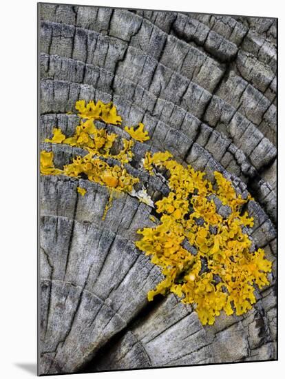 Yellow Scales Lichen Growing on Groyne, Exmoor National Park, Somerset, UK-Ross Hoddinott-Mounted Photographic Print