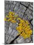 Yellow Scales Lichen Growing on Groyne, Exmoor National Park, Somerset, UK-Ross Hoddinott-Mounted Photographic Print