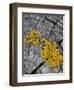 Yellow Scales Lichen Growing on Groyne, Exmoor National Park, Somerset, UK-Ross Hoddinott-Framed Photographic Print