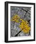 Yellow Scales Lichen Growing on Groyne, Exmoor National Park, Somerset, UK-Ross Hoddinott-Framed Photographic Print