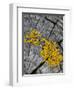 Yellow Scales Lichen Growing on Groyne, Exmoor National Park, Somerset, UK-Ross Hoddinott-Framed Photographic Print