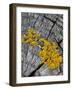 Yellow Scales Lichen Growing on Groyne, Exmoor National Park, Somerset, UK-Ross Hoddinott-Framed Photographic Print