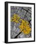 Yellow Scales Lichen Growing on Groyne, Exmoor National Park, Somerset, UK-Ross Hoddinott-Framed Photographic Print