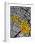 Yellow Scales Lichen Growing on Groyne, Exmoor National Park, Somerset, UK-Ross Hoddinott-Framed Photographic Print