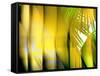 Yellow Shades-Andrew Michaels-Framed Stretched Canvas