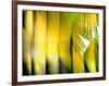 Yellow Shades-Andrew Michaels-Framed Photographic Print