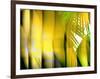 Yellow Shades-Andrew Michaels-Framed Photographic Print