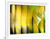 Yellow Shades-Andrew Michaels-Framed Photographic Print