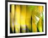 Yellow Shades-Andrew Michaels-Framed Photographic Print