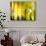 Yellow Shades-Andrew Michaels-Photographic Print displayed on a wall