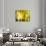 Yellow Shades-Andrew Michaels-Photographic Print displayed on a wall