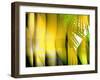 Yellow Shades-Andrew Michaels-Framed Photographic Print