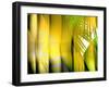 Yellow Shades-Andrew Michaels-Framed Photographic Print