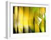 Yellow Shades-Andrew Michaels-Framed Photographic Print