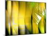 Yellow Shades-Andrew Michaels-Mounted Photographic Print
