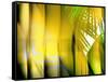 Yellow Shades-Andrew Michaels-Framed Stretched Canvas