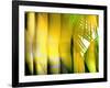 Yellow Shades-Andrew Michaels-Framed Photographic Print