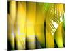 Yellow Shades-Andrew Michaels-Mounted Photographic Print