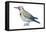Yellow-Shafted Flicker (Colaptes Auratus), Birds-Encyclopaedia Britannica-Framed Stretched Canvas