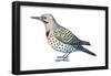 Yellow-Shafted Flicker (Colaptes Auratus), Birds-Encyclopaedia Britannica-Framed Poster