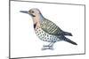 Yellow-Shafted Flicker (Colaptes Auratus), Birds-Encyclopaedia Britannica-Mounted Poster