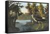 Yellow Shank-John James Audubon-Framed Stretched Canvas